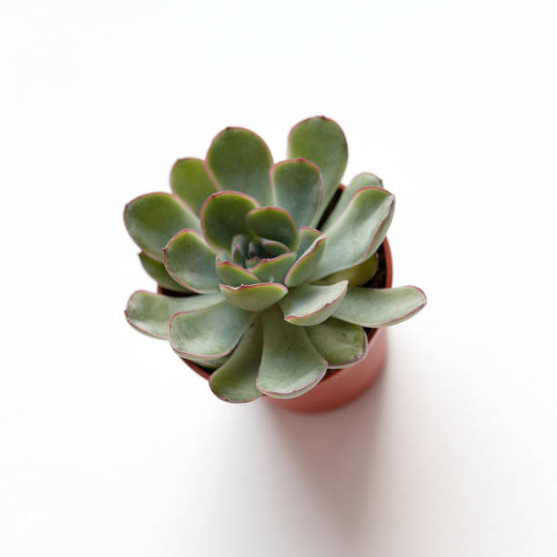istock small green succulent echeveria in brown pot on white background top view 1281030803