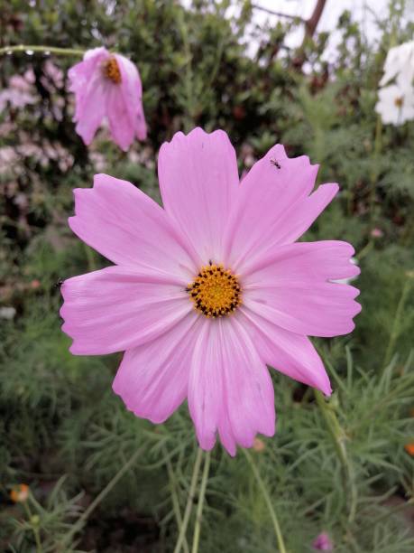 istock cosmos flower is Asteraceae family 1281031574