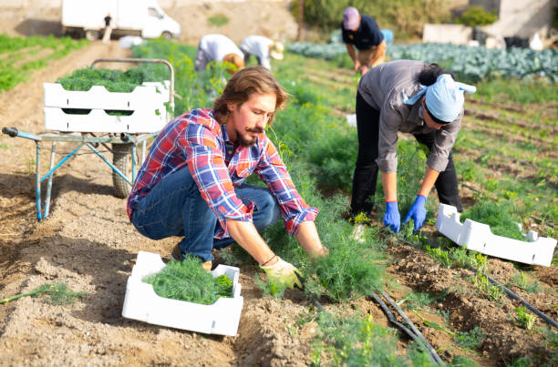 istock Confident farmer harvests green dill on field 1281033161