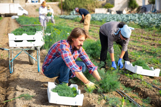 istock Focused farmer harvesting green dill on vegetable plantation 1281033377