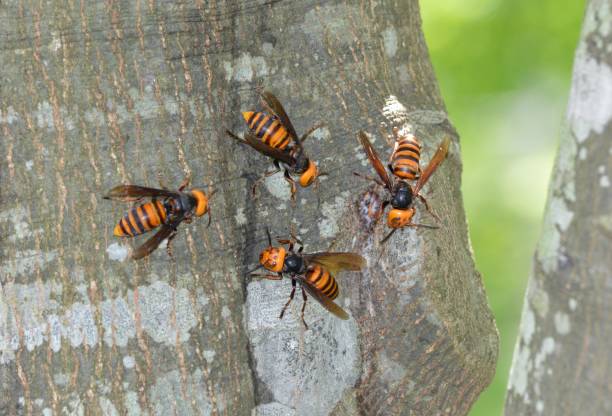 istock Wasps swarming in sap 1281033387
