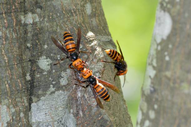 istock Wasps swarming in sap 1281033395