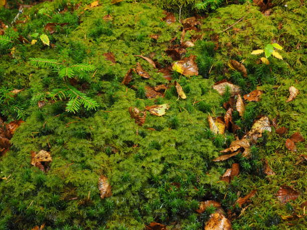 istock Autumn leaves on fresh green moss, closeup. 1281033699