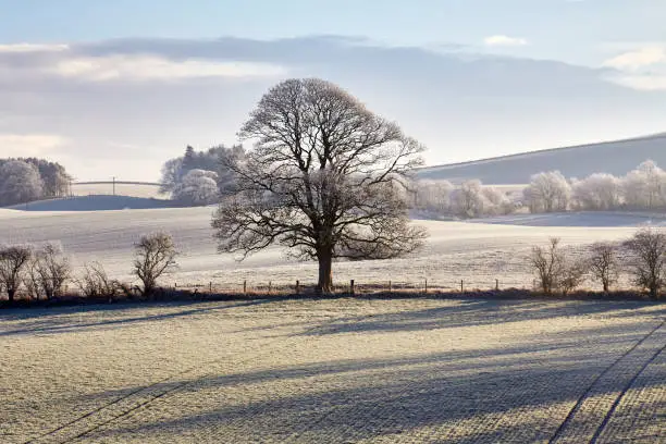 A sunny view of Eckford in the Scottish Borders, with hilly fields and trees on a frosty February morning.