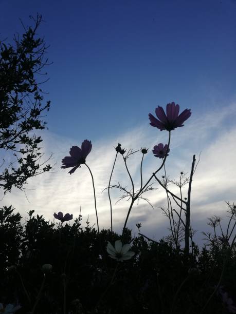 istock cosmos flower is Asteraceae family 1281034680