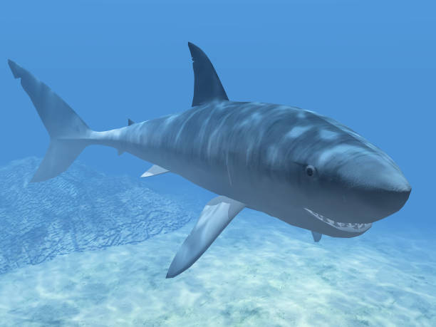 istock shark  in the blue water 1281034858