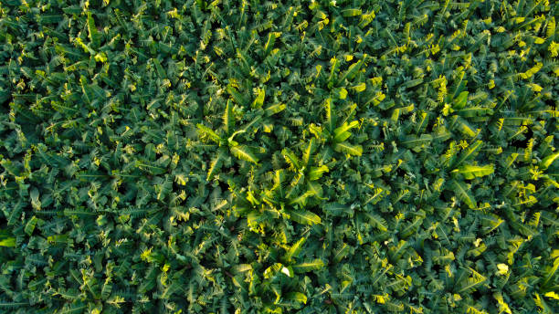 vista aérea superior del campo de plátanos - banana plantation green tree fotografías e imágenes de stock