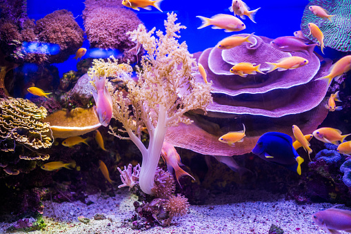 Large group of tropical fish on colorful corals underwater.