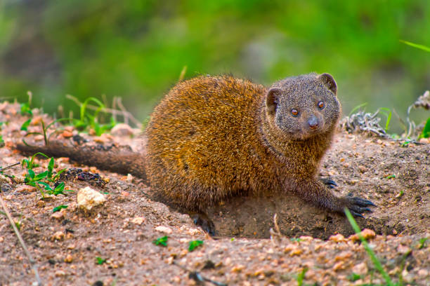 istock Dwarf mongoose, Kruger National Park, South Africa 1281038072