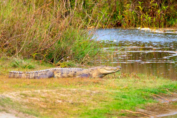 istock Mugger Crocodile, Royal Bardia National Park, Nepal 1281038138