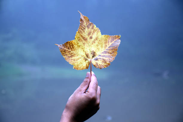 istock Beautiful picture of man hand and leaf 1281038574
