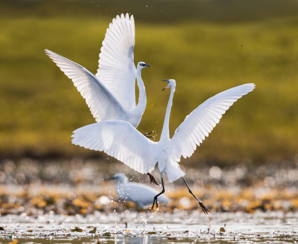 istock Two little egrets having a fight in nature. 1281039398