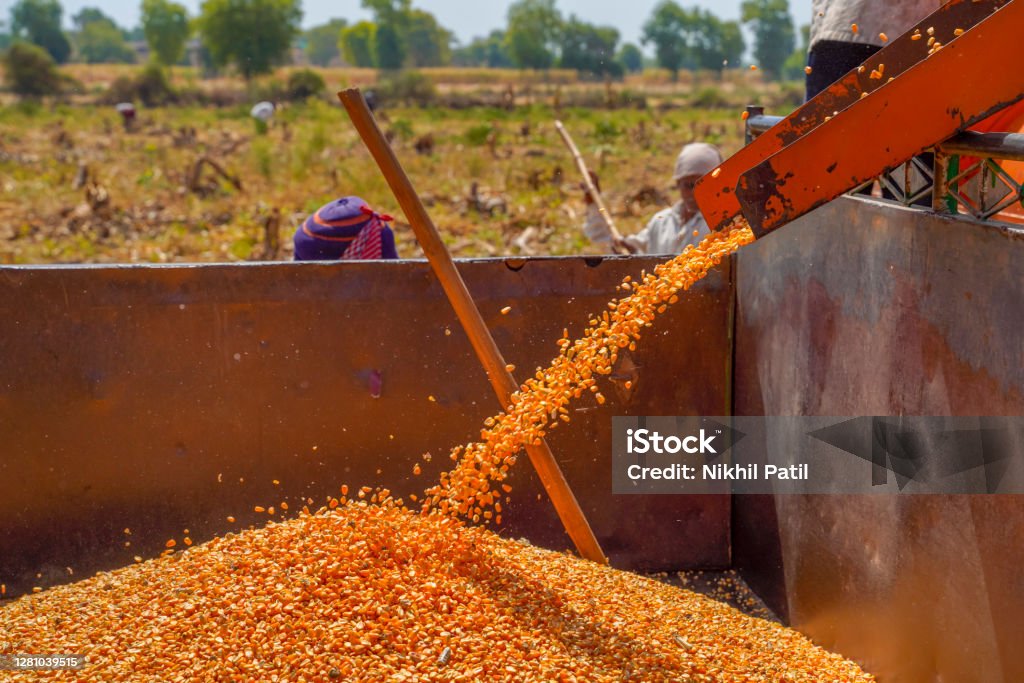 Jalgaon, India - May 6, 2020: Indian farmers separating husk and corn grains using a thresher machine. Agricultural Fair Stock Photo