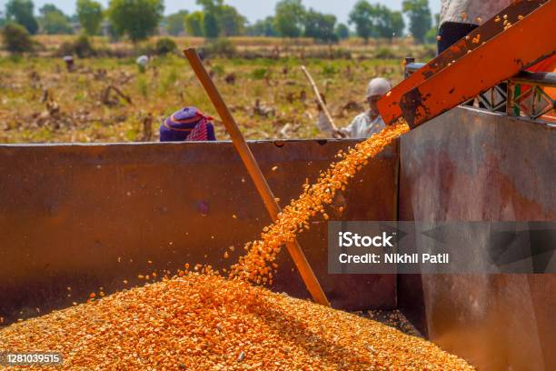 Jalgaon India May 6 2020 Indian Farmers Separating Husk And Corn Grains Using A Thresher Machine Stock Photo - Download Image Now