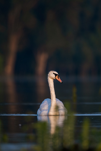 Graceful Beautiful White Adult Swan Swimming in Park Water Pond