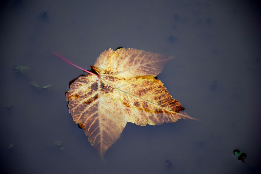 Leaf floting in the beautiful clear water in nainital uttarakhand india