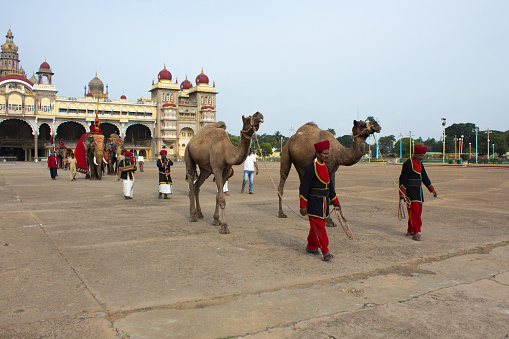 A Classic picture of a Royal Parade of Camels,Traditional Musicians,and Elephants with the handlers during the Dasara festival in Mysuru Palace.