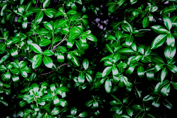 istock Lush green leaves background on the branches on tree in the rainforest 1281042159