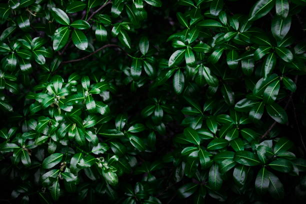 istock Lush green leaves background on the branches on tree in the rainforest 1281042160