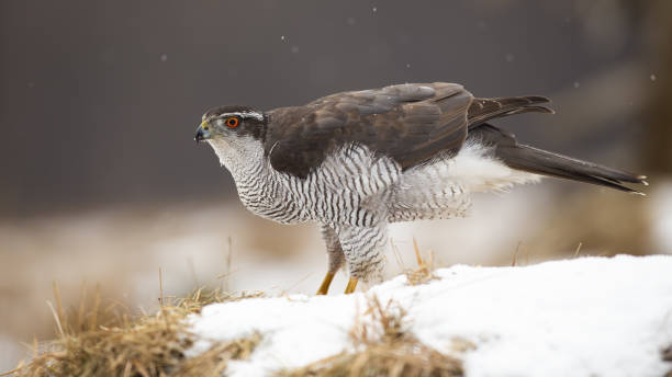 istock Majestic northern goshawk sitting on snow in winter. 1281042499