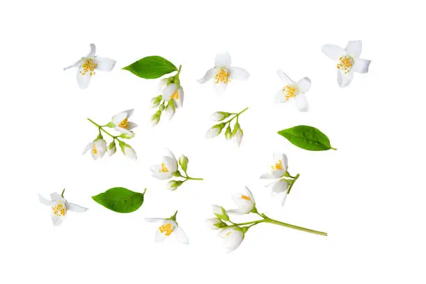 Set of beautiful jasmine flowers and branchs isolated on white background closeup. Top view. Copy space.