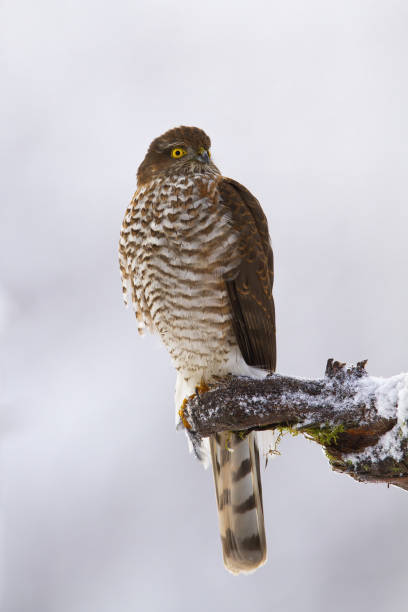 istock Majestic eurasian sparrowhawk sitting on branch in winter. 1281042711