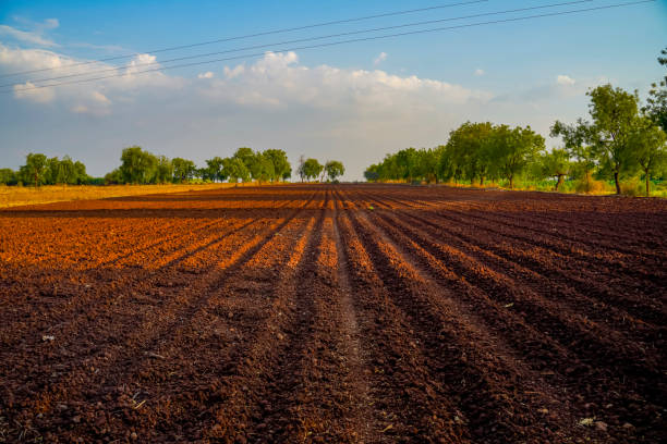 landscape of a plowed field ready for sowing