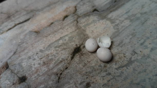 istock Lizard eggs that have not been incubated for a long time, Aceh Indonesia 1281045683