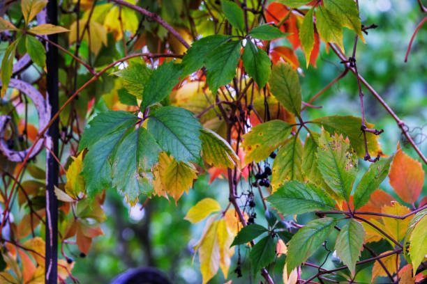 istock Autumn still life sketch 1281045866