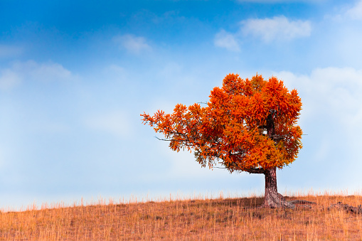Red autumn tree on the hill against the blue sky. Beautiful autumn nature background