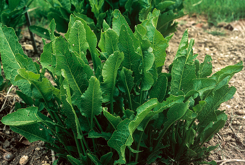 leaves of horseradish