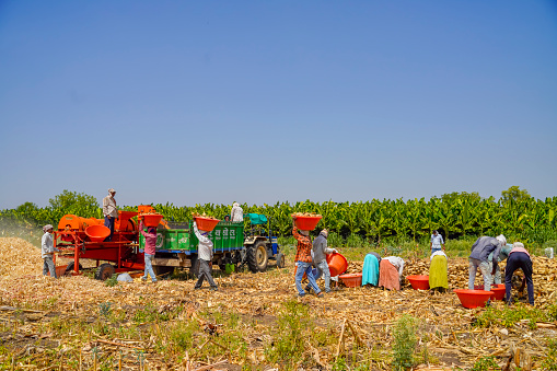 Jalgaon, India - May 6, 2020: Indian farmers separating husk and corn grains using a thresher machine.