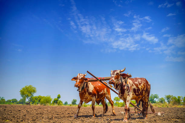Pair of Oxen in a yoke ready for hauling.
