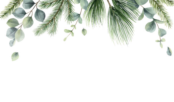ilustrações de stock, clip art, desenhos animados e ícones de watercolor vector christmas card with fir branches and eucalyptus leaves. hand painted illustration for greeting floral postcard and invitations isolated on white background. - eucalyptus tree plants isolated objects nature