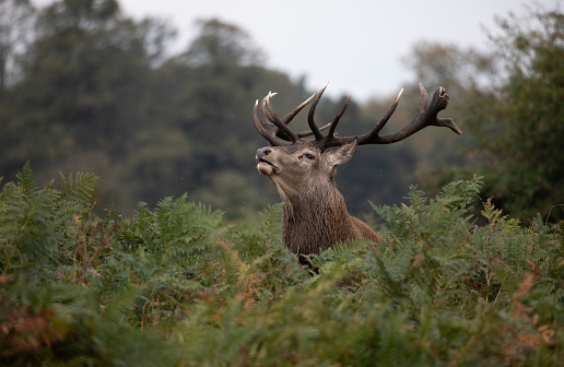 Red deer stag looking around for contenders