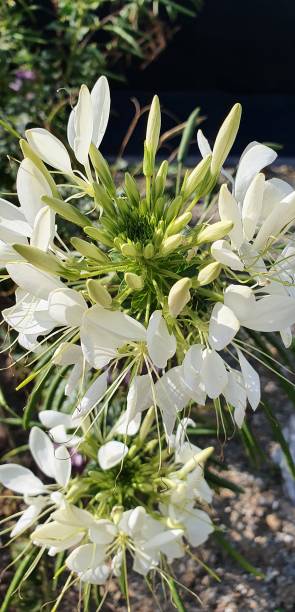 fleur d’agapanthus - fresh meat photos et images de collection