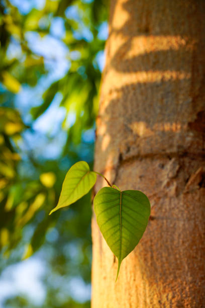 Bodhi or Peepal Leaf from the Bodhi tree