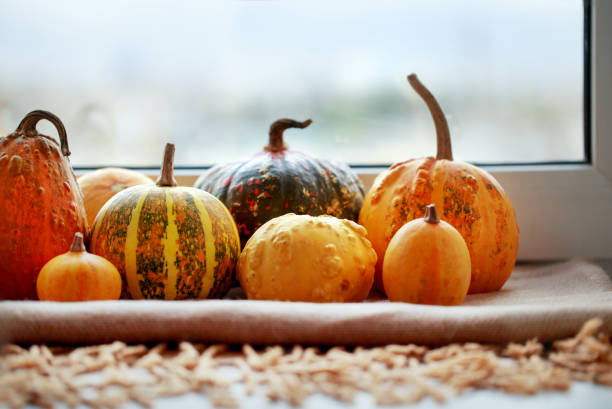 istock Pumpkins, squash on windowsill at home, Halloween or Thanksgiving decoration 1281051889