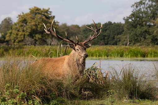 A powerful majestic stag walking through a reed bed after its mud bath