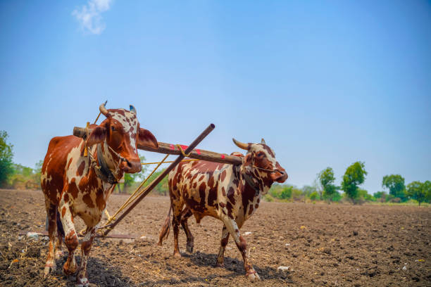 istock Indian farmer working with bull at his farm 1281053268