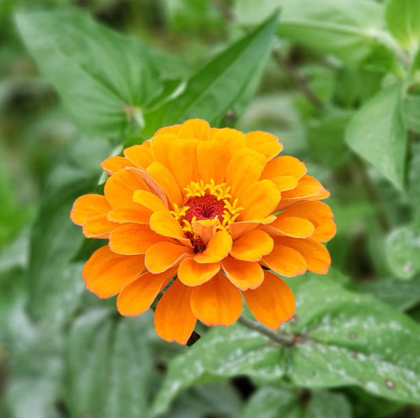 istock Flower to brighten your day! 1281053692