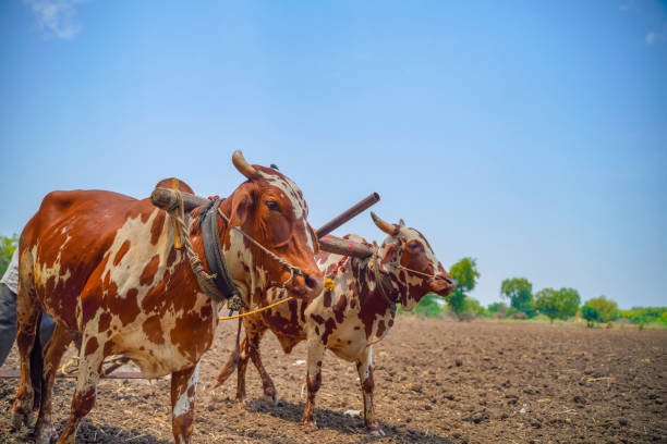 istock Indian farmer working with bull at his farm 1281053706