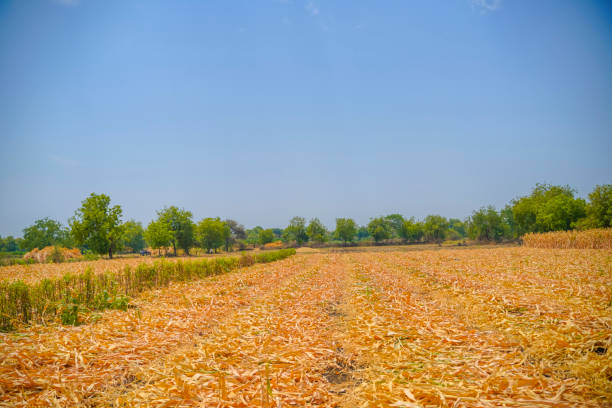 istock Field of corn being harvested on an autumn day 1281053714