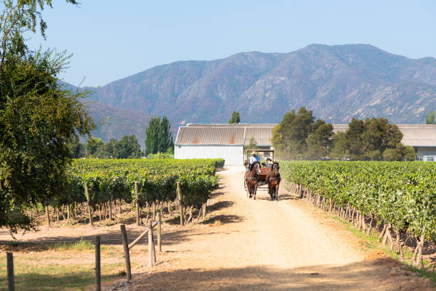 Traditional ride in horse cart around Santa Cruz vineyard in Chile Santa Cruz, O'Higgins Region, Chile - January 23, 2020: Traditional ride in horse cart around Santa Cruz vineyard in the Colchagua Valley, an emerging tourist attraction around wine in the wine route. horse cart photos stock pictures, royalty-free photos & images