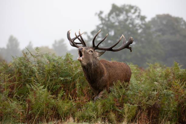 istock Majestic male stag 1281053826
