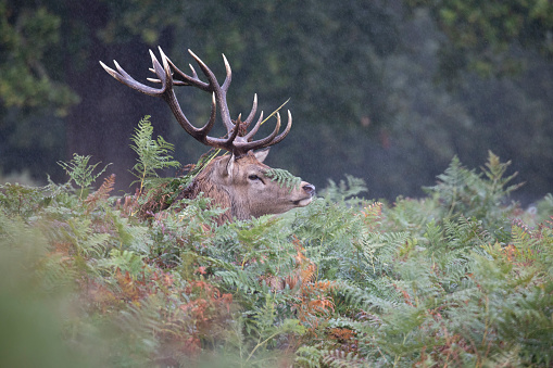 A close-up shot of a deer with big antlers isolated on a blurred background