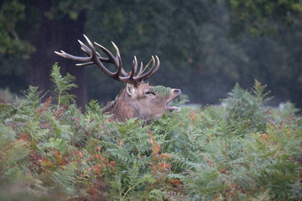 istock Red Deer Stag standing in the rain 1281053996