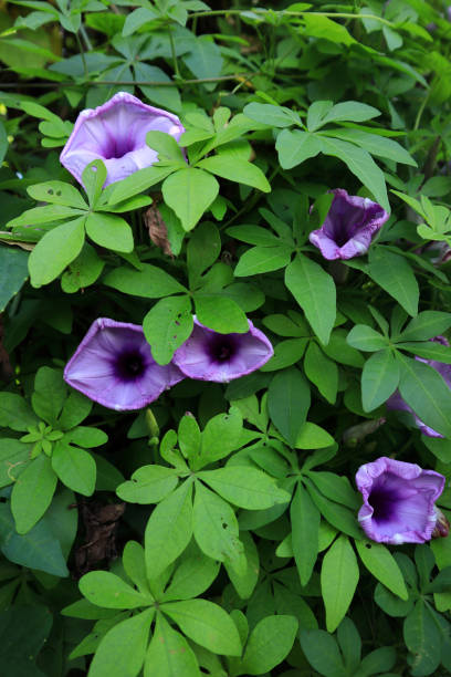 istock Tropical purple colour flowers and leaves 1281056852