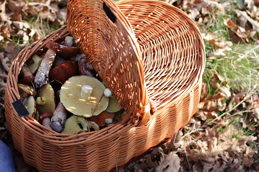 Variety of forest mushrooms, harvest of autumn, full basket of season food.