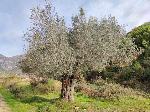 View of a four hundred year old olive tree planted in lush green grass soil between mountains against a hazy blue sky